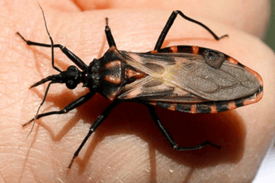 Doença de Chagas: a epidemia invisível da América Latina